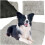 Hundebettmatte XXL grau 110x75cm 1