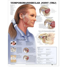 Temporomandibular Joint TMJ Anatomical Chart Other Book