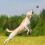 Ensemble de jouets pour chien en 4 parties 2