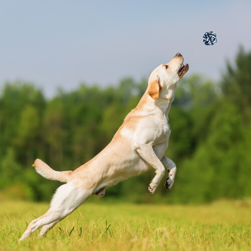 Ensemble de jouets pour chien en 4 parties 1