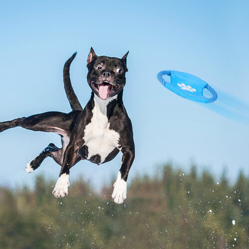 Hundespielzeug-Set 10-teilig 1