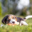 Hundespielzeug Wurst 5