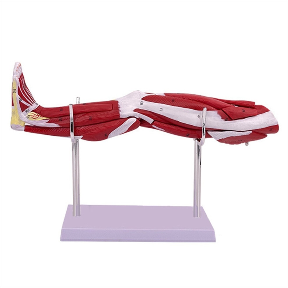 Human Lower Limbs Leg Muscles Blood Vessels Nerves Structure Model 4853121307147