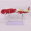 Human Lower Limbs Leg Muscles Blood Vessels Nerves Structure Model 7
