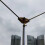 Positive V Bottom Plate Shortwave Antenna(Without Fixing Rod) 3