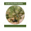 Haiku Master Buson by Buson Paperback Book 1