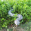 6PCS PVC Inflatable Pool Snake for False Inflatable Snakes for Garden 4