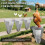 Chicken Cone, Stainless Steel Poultry Restraining Cone A 2