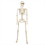 Life Size Poseable Skeleton Halloween Decoration Full Human Body 1