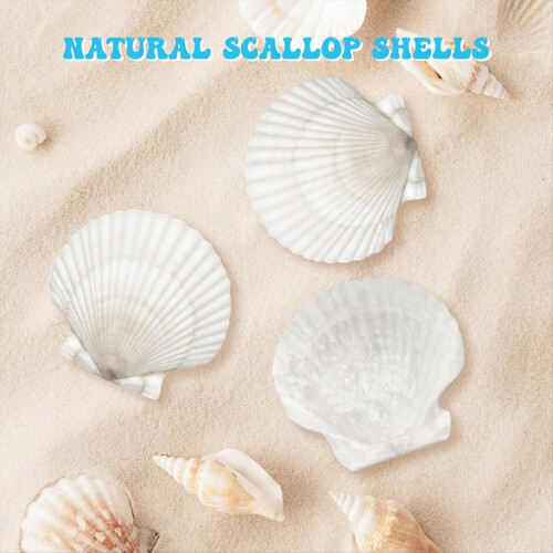 25pcs Large Scallop Shells for Crafts 4-5inch White Scallop Shells 2
