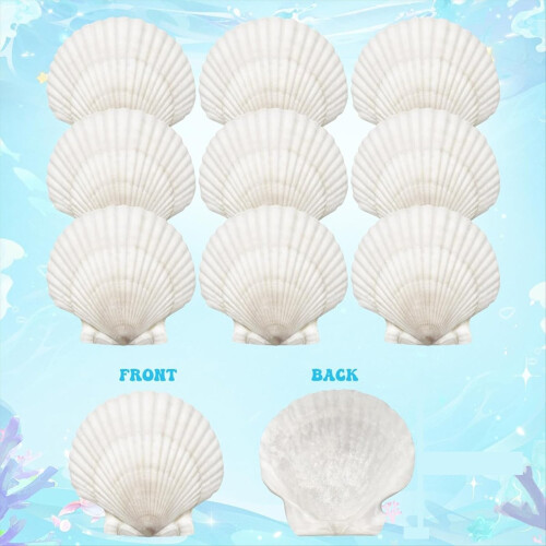 25pcs Large Scallop Shells for Crafts 4-5inch White Scallop Shells 1