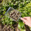 Setaccio per terreno per giardinaggio, confezione da 2, setaccio per terra e compost 5