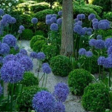 (As show, Purple) 2025 100pcs Giant On S Allium Gieum Flower Plant Home En R-l