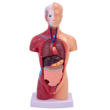 Human Body Model 15-Part 11-Inch Torso Anatomy Skeleton With Removable Organs For Children And Students Display