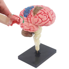 Human Brain Model With Display Base - Assembly Brain Anatomy Model For Science Classrooms And Medical Study Artery