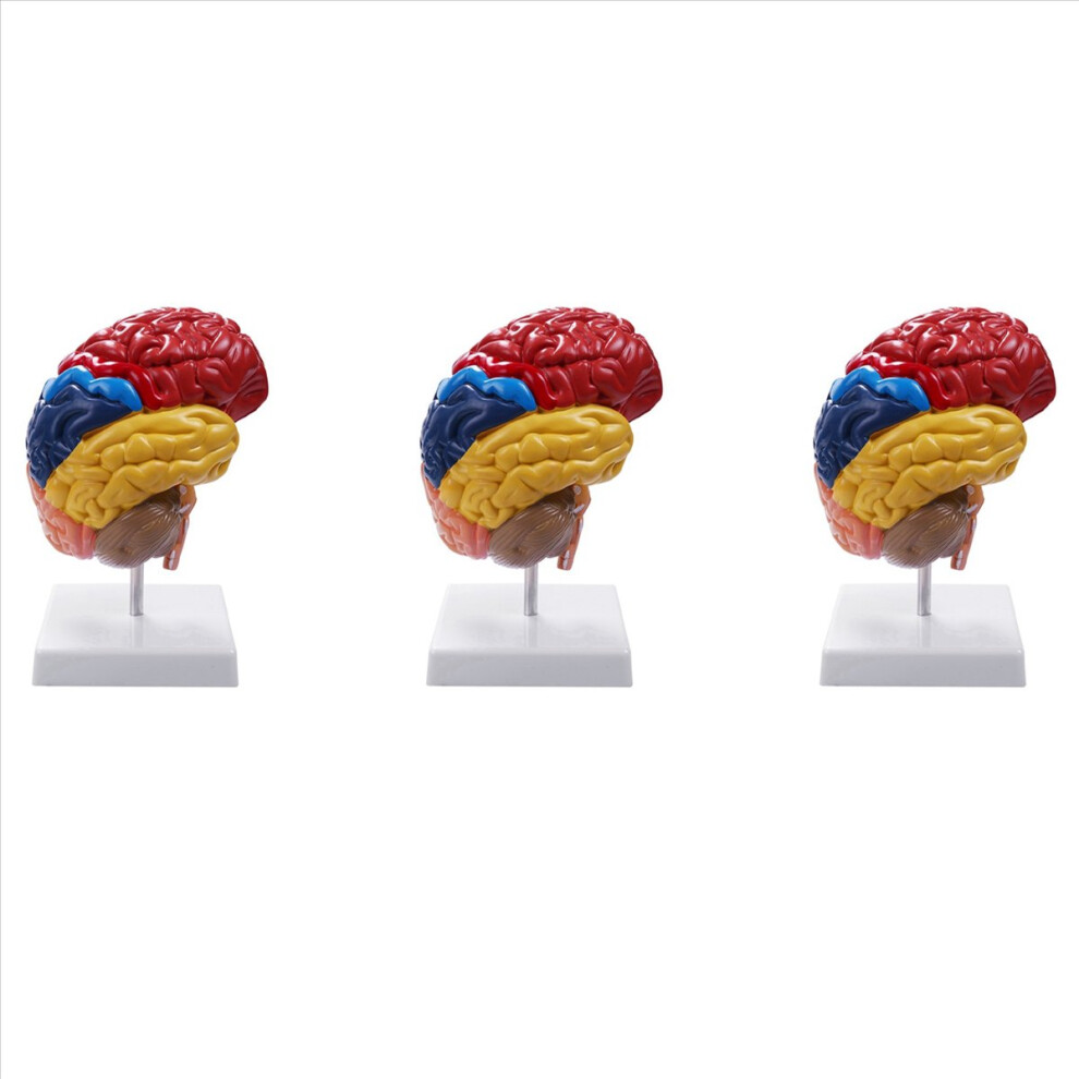 Cerebral Anatomical Model Anatomy 1:1 Half Brain Brainstem 4712767607373
