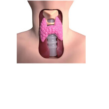 Advanced PVC Thyroid Examination Model - Human Anatomy Manikin for Medical Science