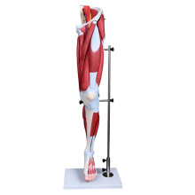 13-Part Human Leg Muscle Anatomical Model for Medical Education