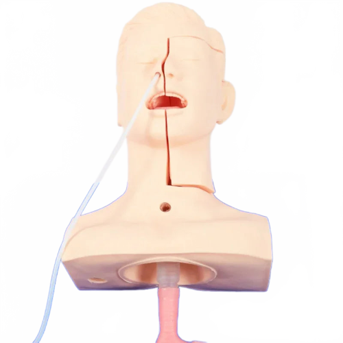 Advanced Sputum Suction Training Model with Nasal and Oral Insertion Simulation