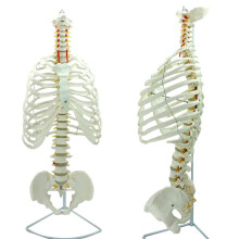 Advanced Thoracic Spine & Pelvic Skeleton Model for Surgical Training