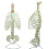 Advanced Thoracic Spine & Pelvic Skeleton Model for Surgical Training 1