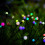 Solar Garden Lights 10 LED Solar Garden Lights 5
