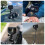 For Action 5 Pro 4 3 Wind Noise Reduction Sponge Foam Cover Windproof Windshield Camera Protective 8