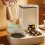 Cat Feeder and Water Dispenserpet feeder 4