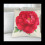 6X Vintage Floral/Flower Flax Decorative Throw Pil 4