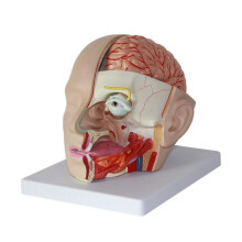Human Anatomy Model Brain Model With Attached Head 23cm Multi Colored Special Artery Anatomical Model Educational