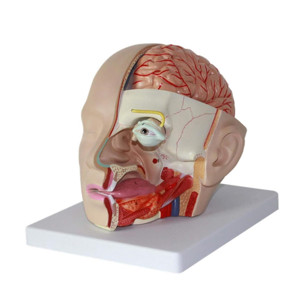 Human Anatomy Model Brain Model With Attached Head 23cm Multi Colored Special Artery Anatomical Model Educational