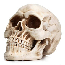 Resin Medical Anatomy Human Skull Model Real Size Copy Of Realistic Skull, Fine Art And Artistic Anatomy