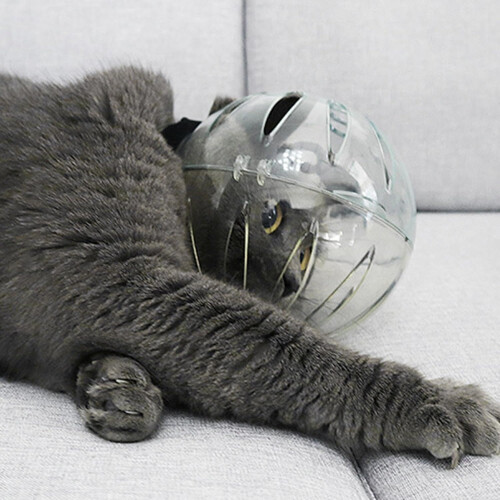 Cat Bubble Muzzle Adjustable Breathable Transparent Muzzle For Bathing And Grooming Claw Trimming Anti Bite Helmet 1