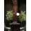 Hanglamp APP1013-2CP 5
