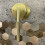 Κρυφή Βρύση Rea Argon Βουρτσισμένο Χρυσό Gold Brush + Box 4