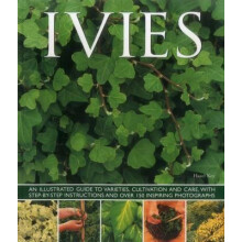 Ivies by Key Hazel Paperback Book