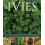 Ivies by Key Hazel Paperback Book 1
