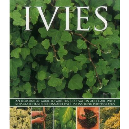 Ivies by Key Hazel Paperback Book