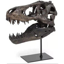 Dinosaur Skeleton Statue Resin Fossil Model For Archaeology Display Teaching Prop Size S Without Stand