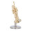 Miniatur-Trompete, langlebiges Messing, exquisites 5