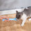 Cat Strip Squeeze Spoon - Multi-Function Plastic Dog & Cat Snack Feeder, Blue 4