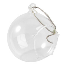 1 sukkulenten- , hängend, mikro-landschaftsflasche, 10 cm