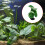 Fish Tanks Plant Artificial Leaf Crafts-Taro leaf grass 2