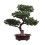 Modern Plastic Bonsais Tree Decoration Indoor Plant-Matsubara 1