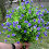 Artificial Eucalyptuses Plant Stake Weather Proof-All orange 7