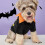 Halloween Hundeshirt Schwarz L Polyester Cosplay 6