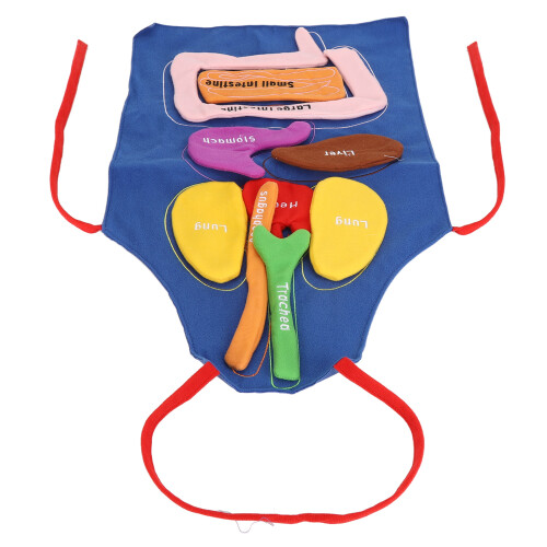 3D anatomie schort voor kinderen 2