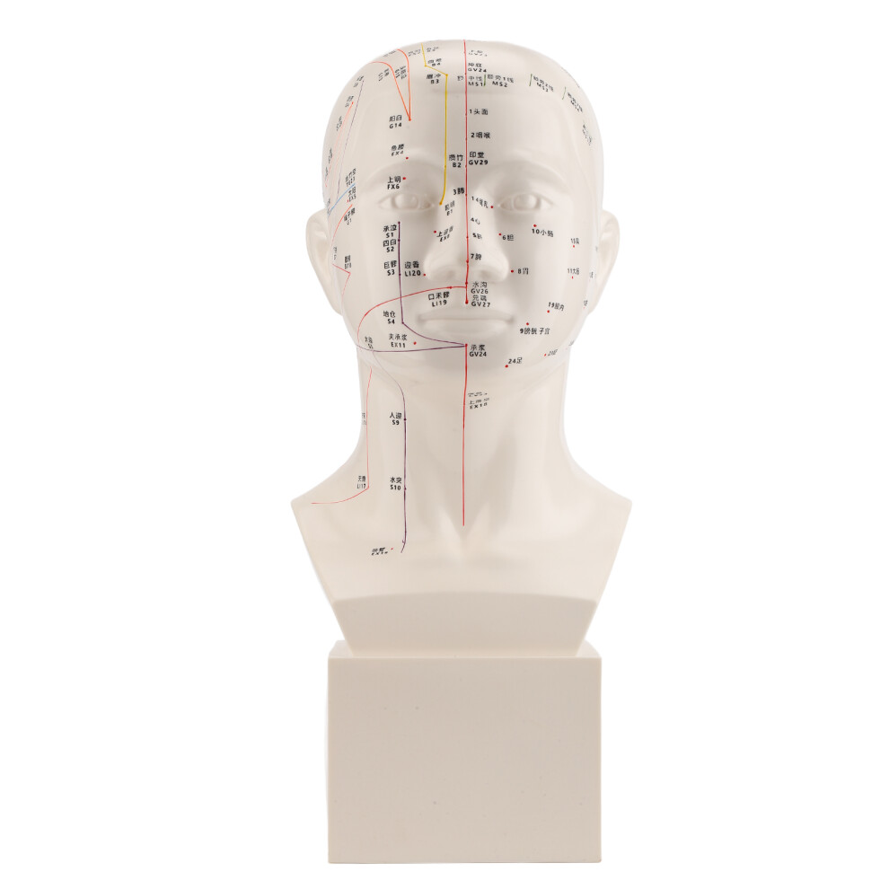 Head Acupuncture Model HD Standard Acupoint TCM Teaching Tool