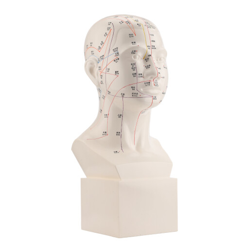 HD Hoofd Acupunctuurmodel TCM Lesmateriaal 2
