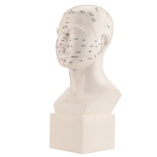 HD Hoofd Acupunctuurmodel TCM Lesmateriaal 1